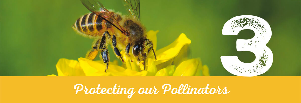 Protecting our Pollinators